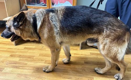 Фото СКР по Красноярскому краю и Хакасии